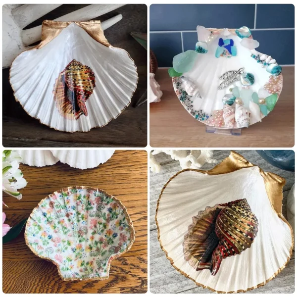 15 Scallop Shells 2-3
